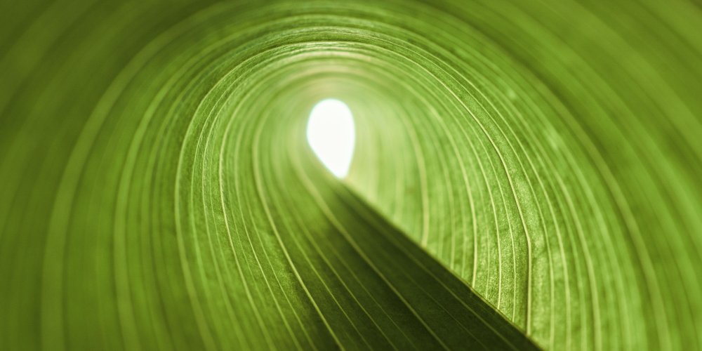 TATE & LYLE AND BIOHARVEST REACH KEY MILESTONE