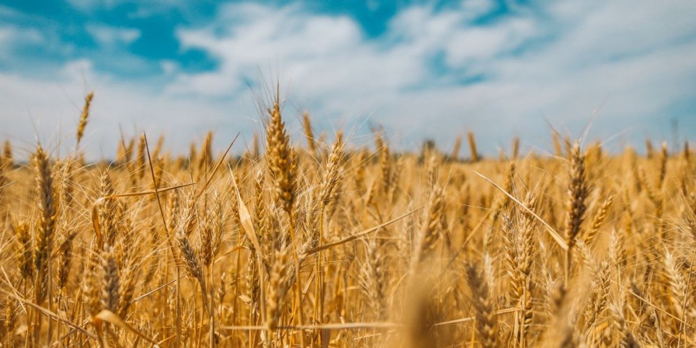 How will the invasion of Ukraine affect global wheat prices?